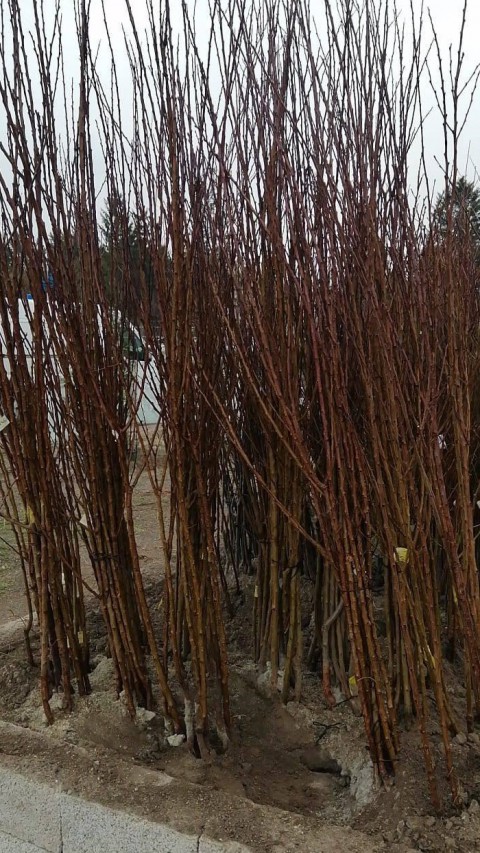 Açık Köklü Ekmek Ayva Fidanı