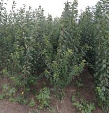 Açık Köklü Fortuna Erik Fidanı