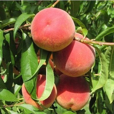 Açık Köklü Glohaven Şeftali Fidanı