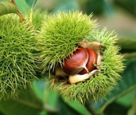 Açık Köklü Hacı Ömer Kestane