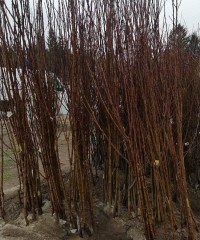 Açık Köklü Margaret Marilla  Armut Fidanı