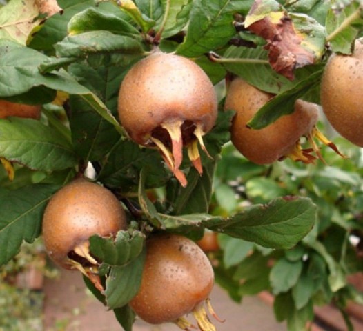 Açık Köklü Muşmula Fidanı