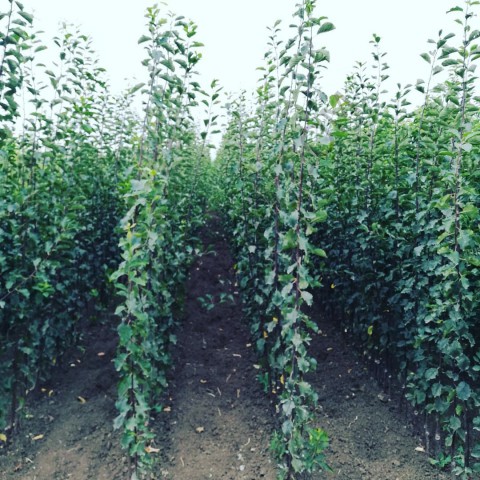 Açık Köklü Muşmula Fidanı