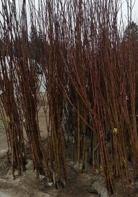 Açık Köklü Papaz  Erik Fidanı