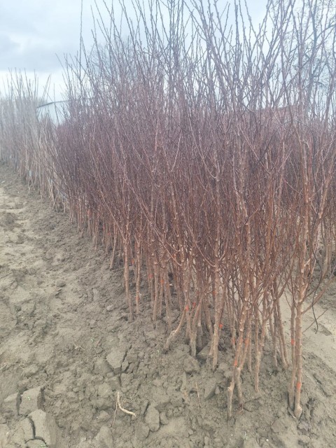 Açık Kök Z900 Kiraz Fidanı