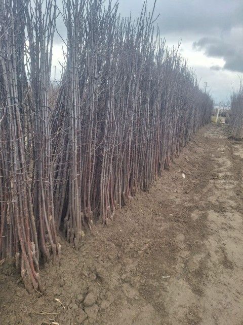 Açık Kök Z900 Kiraz Fidanı