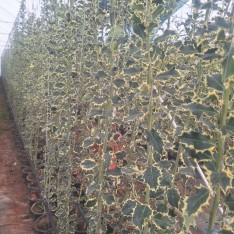 Alacalı Çoban Püskülü Bitkisi