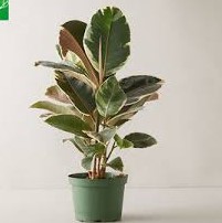 Alacalı Ficus Elestica Kaucuk  Çiçeği