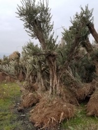 Anıt Zeytin Ağacı (30 Yaş)