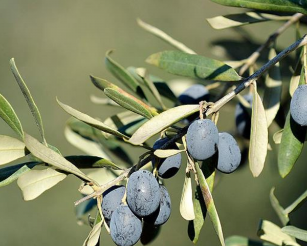 Anıt Zeytin Ağacı (30 yaş)