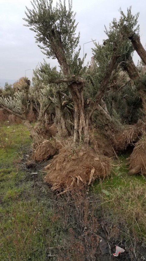 Anıt Zeytin Ağacı (30 yaş)