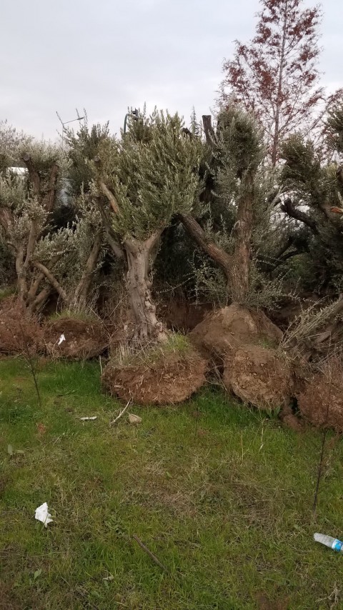 Anıt Zeytin Ağacı (30 yaş)