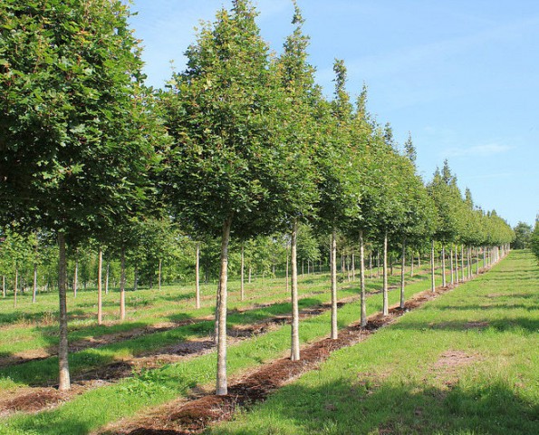 Aşılı Top Ova Akça Ağacı (Campestre)