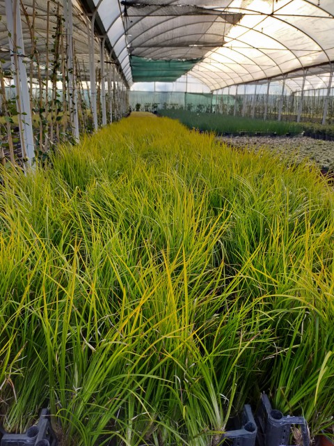 Carex Acarus Bitkisi  10'lu