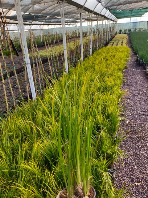 Carex Acarus Bitkisi  10'lu