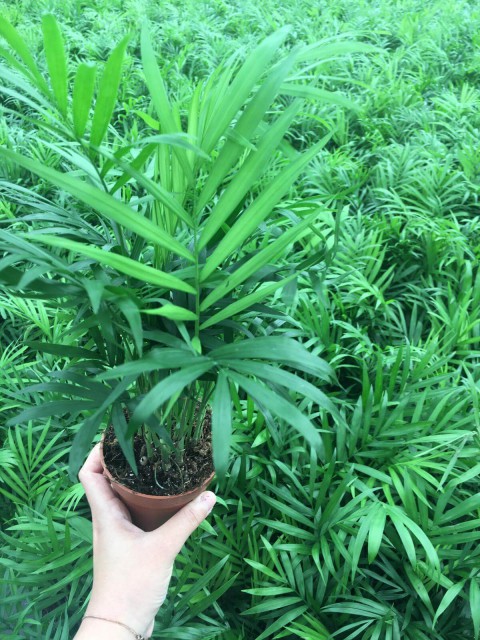 Chamaedorea Elegans - Dağ Palmiyesi - 30-40 cm
