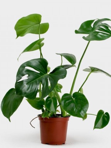 Deve Tabanı-Monstera Deliciosa 40-60 cm
