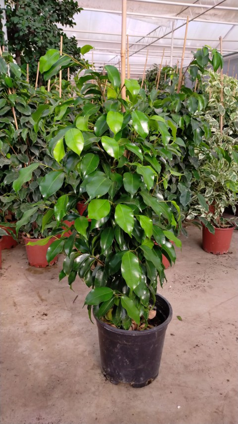 Ficus Benjamin Daniella 90-100 Cm