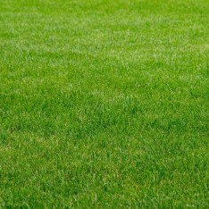 İthal Çim Tohumu 5 Karışımlı-1 Kg