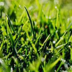 İthal Çim Tohumu 5 Karışımlı-1 Kg İthal Çim Tohumu 5 Karışımlı-1 Kg