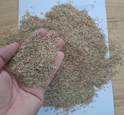 İthal Çim Tohumu 5 Karışımlı-1 Kg