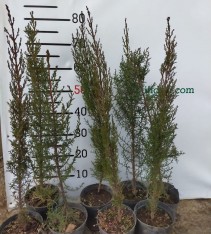 Mezarlık Selvisi (kara Selvi) Fidanı 60-80 Cm