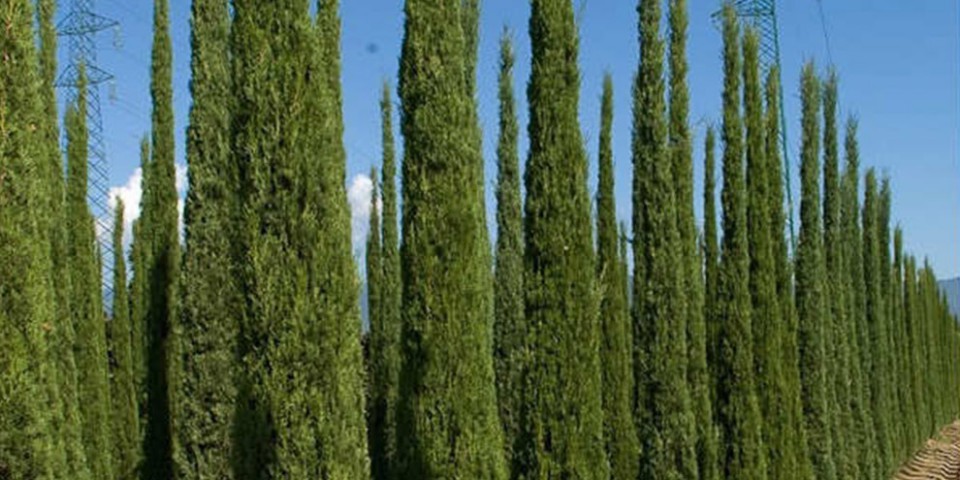 Mezarlık Selvisi (kara selvi) Fidanı 60-80 cm