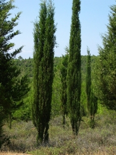 Mezarlık Selvisi (kara selvi) Fidanı 60-80 cm