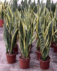 Paşa Kılıcı Çiçeği (Peygamber Kılıcı - Sansevieria Trifasciata)