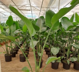 Starliçe (cennet Kuşu) Çiçeği