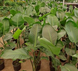 Starliçe (cennet Kuşu) Çiçeği