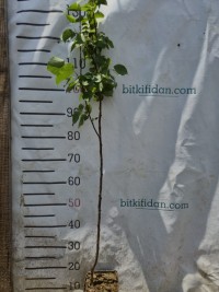 Şekerpare Kayısı Fidanı 2 Yaş 100-120 cm
