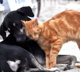 Sokak Hayvanları İçin 1kg Mama Bağışı