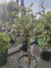 Yediveren Limon Fidanı Tam Bodur 8 Yaş